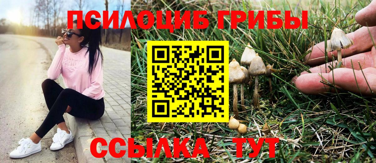 Галлюциногенные грибы Psilocybe Добрянка